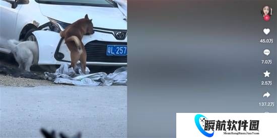 真的假的？光天化日下 两条狗拆了一辆日本车？