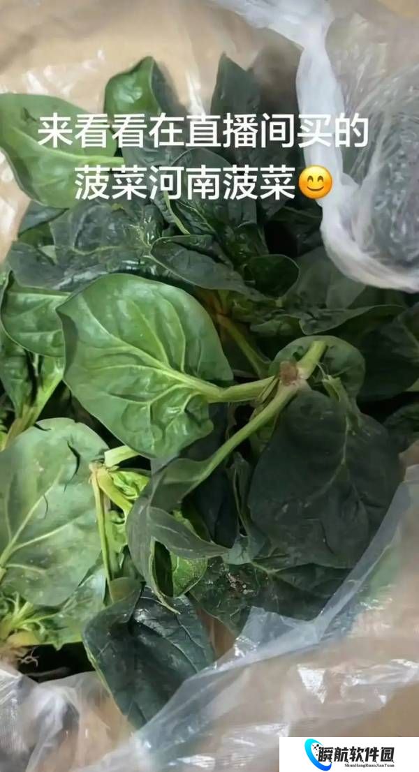 河南趴地菠菜“火”了！被网友奉为蔬菜中的爱马仕