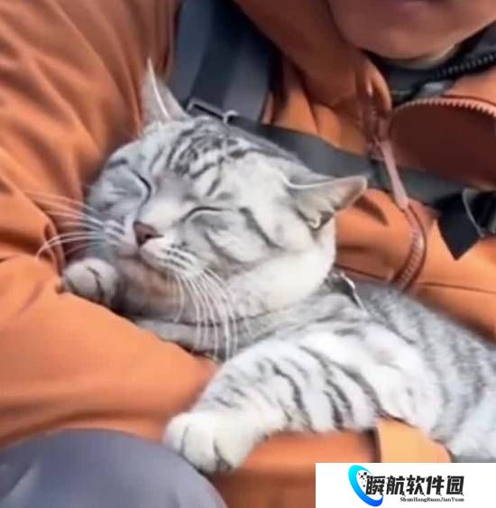 “冤种”网红小猫被游客反复“救”下山 主人：已戴上专属吊牌