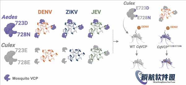 清华大学破解百年谜题：为啥蚊子带病毒却不发病？