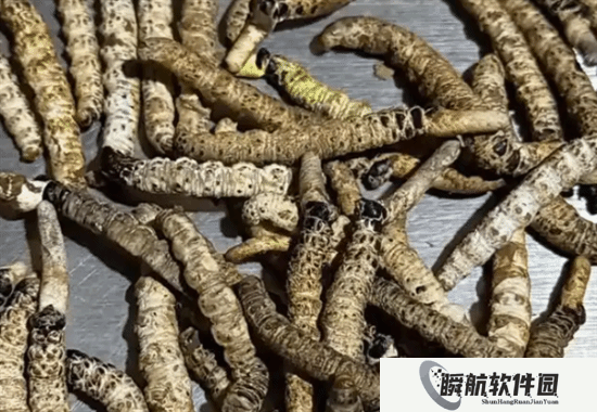 男子山上摔跤后意外发现数百根虫草 价值三四千元