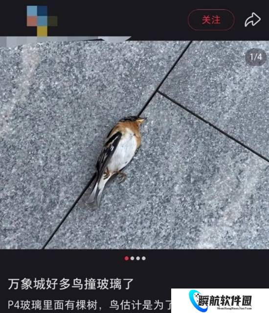 商场在室内种树木 多只小鸟撞向玻璃幕墙死亡