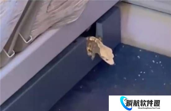 高铁座椅钻出活蜥蜴 12306回应：初步判断是旅客偷带上车