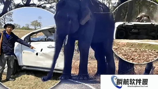 泰一公象相亲时遭催促怒踩主人 主人肺部撕裂