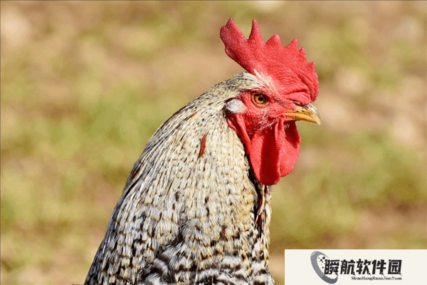 凌晨5点一车鸡集体打鸣 吵醒整个服务区：比尖叫鸡吵