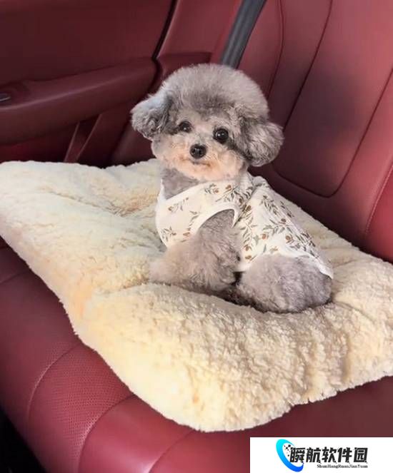 真“累成狗”！小狗坐十几个小时长途面相都变了