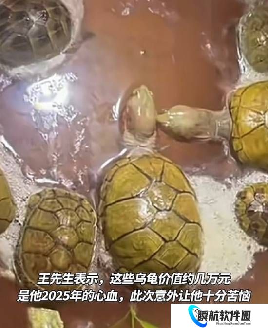 节后返家价值几万乌龟全被煮 男子回应：很苦恼