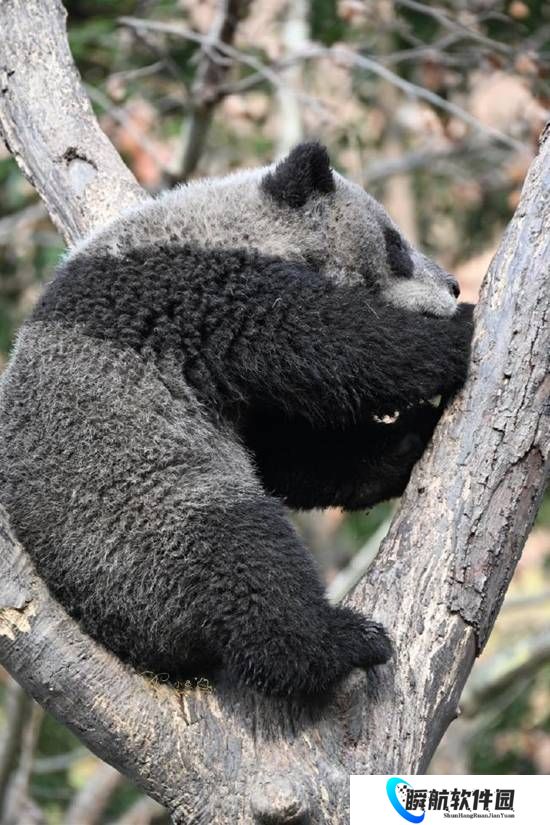 全网最“黑”大熊猫出现了 网友：挖煤去了吗？
