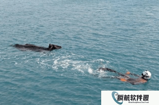 日本一头牛运输途中逃走跳海畅游：被捞起送还商家