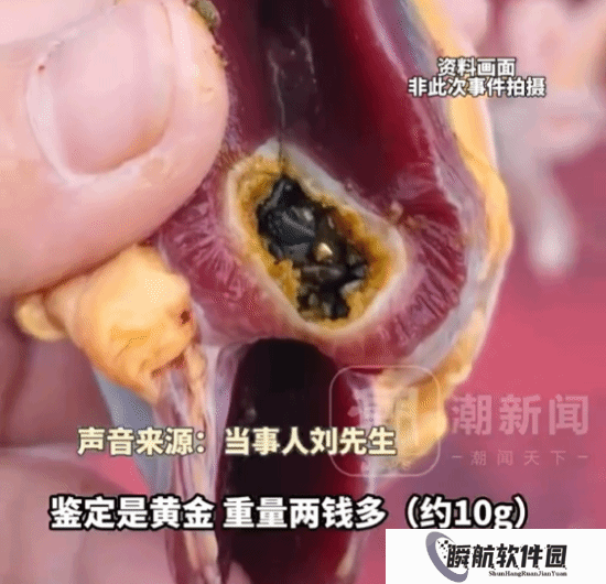 杀鸭从鸭肚中剖出黄金？主人：河道曾采金 鸭子误食