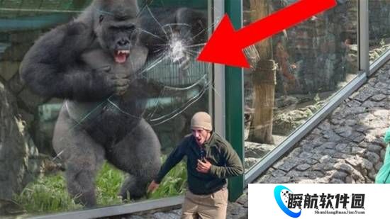 美国动物园黑猩猩发怒撞裂玻璃 疑因游客挑衅