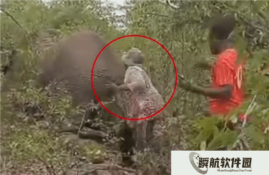 纳米比亚女子拽受伤大象尾巴取乐 遭踩踏致死