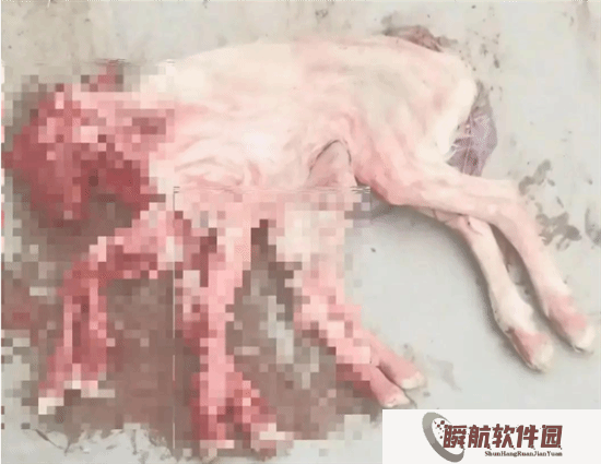 养殖户家降生8条腿