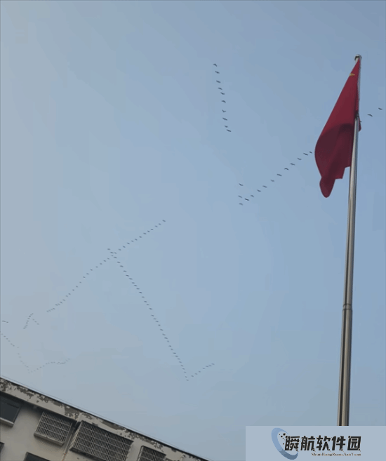 网友偶遇大雁列队排成ETC阵型向北飞：刚下高速？