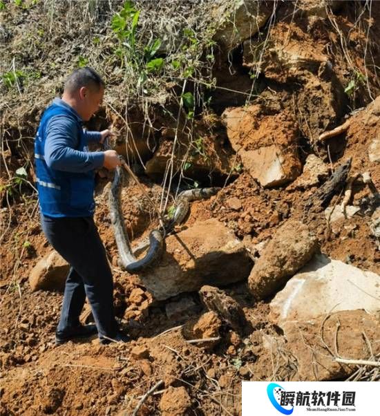 施工现场窜出三条野生大蟒 最重达五十多斤长约4米