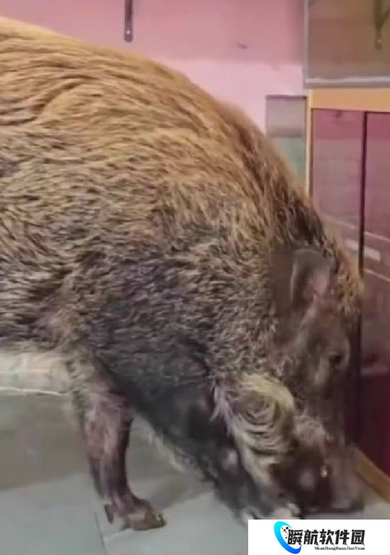 眼镜蛇偷偷入户 被家养野猪吃掉：主人直呼救命恩人